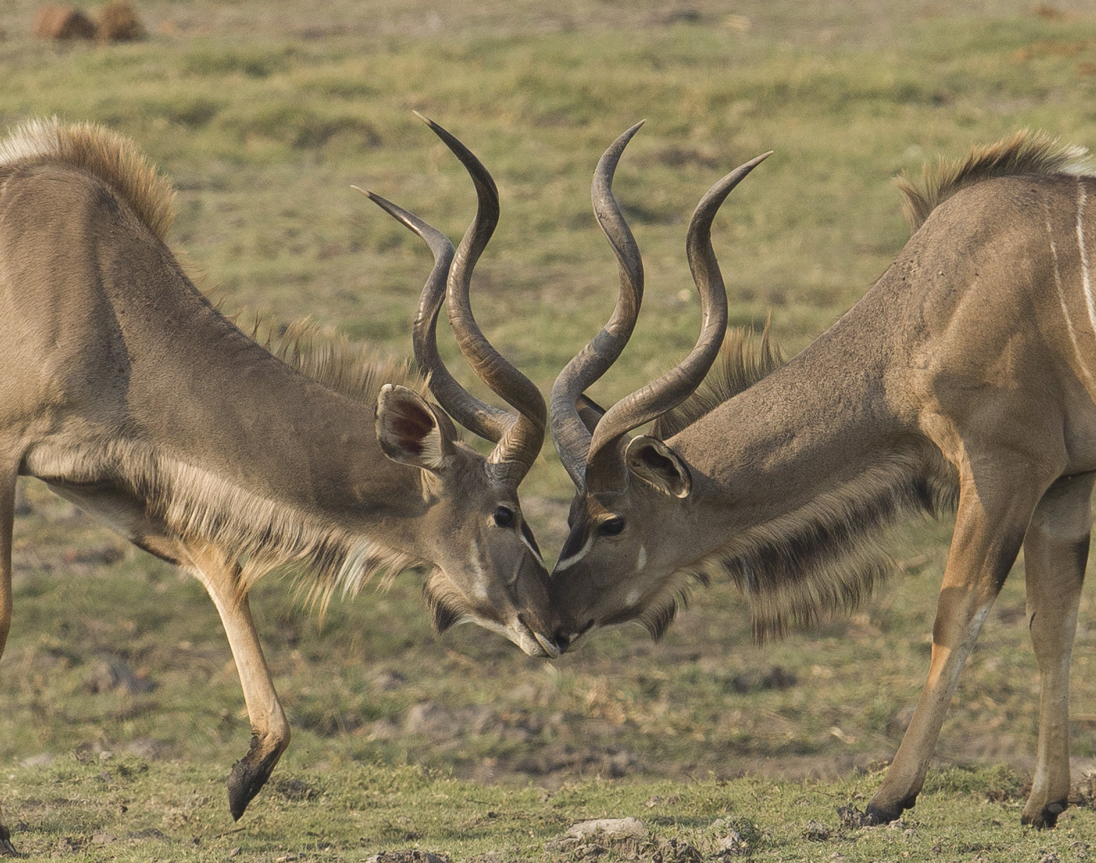 Two male greater kudus lock their long, spiraled horns in a head-to-head contest, showcasing strength and determination on the dry grassland terrain. Their lean, muscular bodies and striking white stripes emphasize both elegance and power, while the interlocked horns highlight the intensity of their competition. Such displays are common during mating seasons, as males vie for dominance and the right to lead or mate. This image captures a dramatic moment of natural behavior, illustrating the balance of rivalry and resilience within Africa’s iconic antelope species.