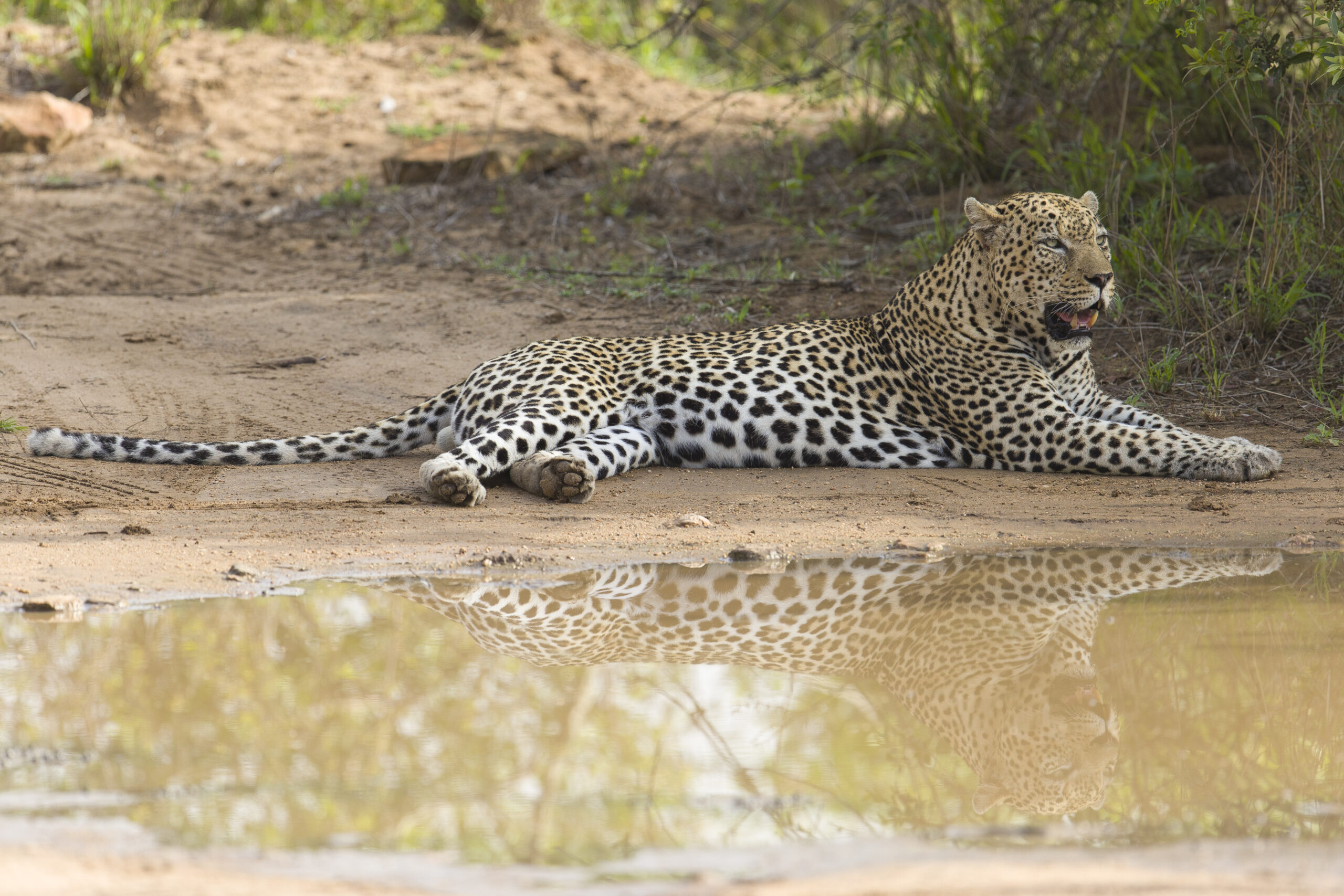 Herman Jansen Van Vuuren